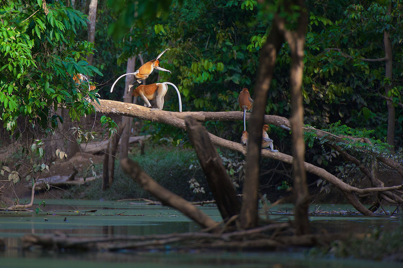 Groepjes neusapen zijn een vaste verschijning langs de Kinabatangan rivier. 