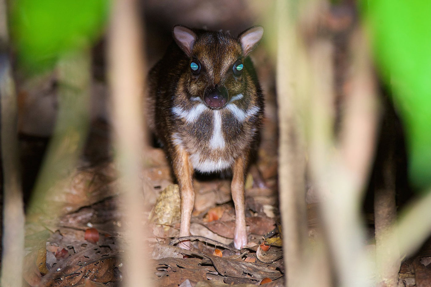 Een lesser mouse deer tijdens het nachtelijk schijnen. 