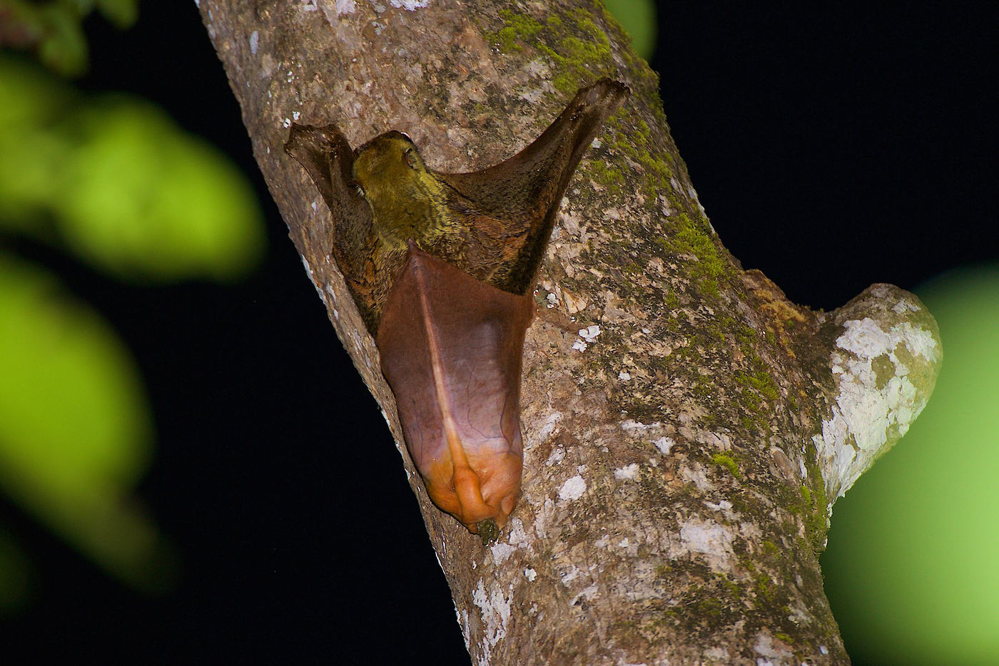 Le colugo est l'une des créatures bizarres de Bornéo et rappelle un peu un écureuil volant. © Rudi Delvaux