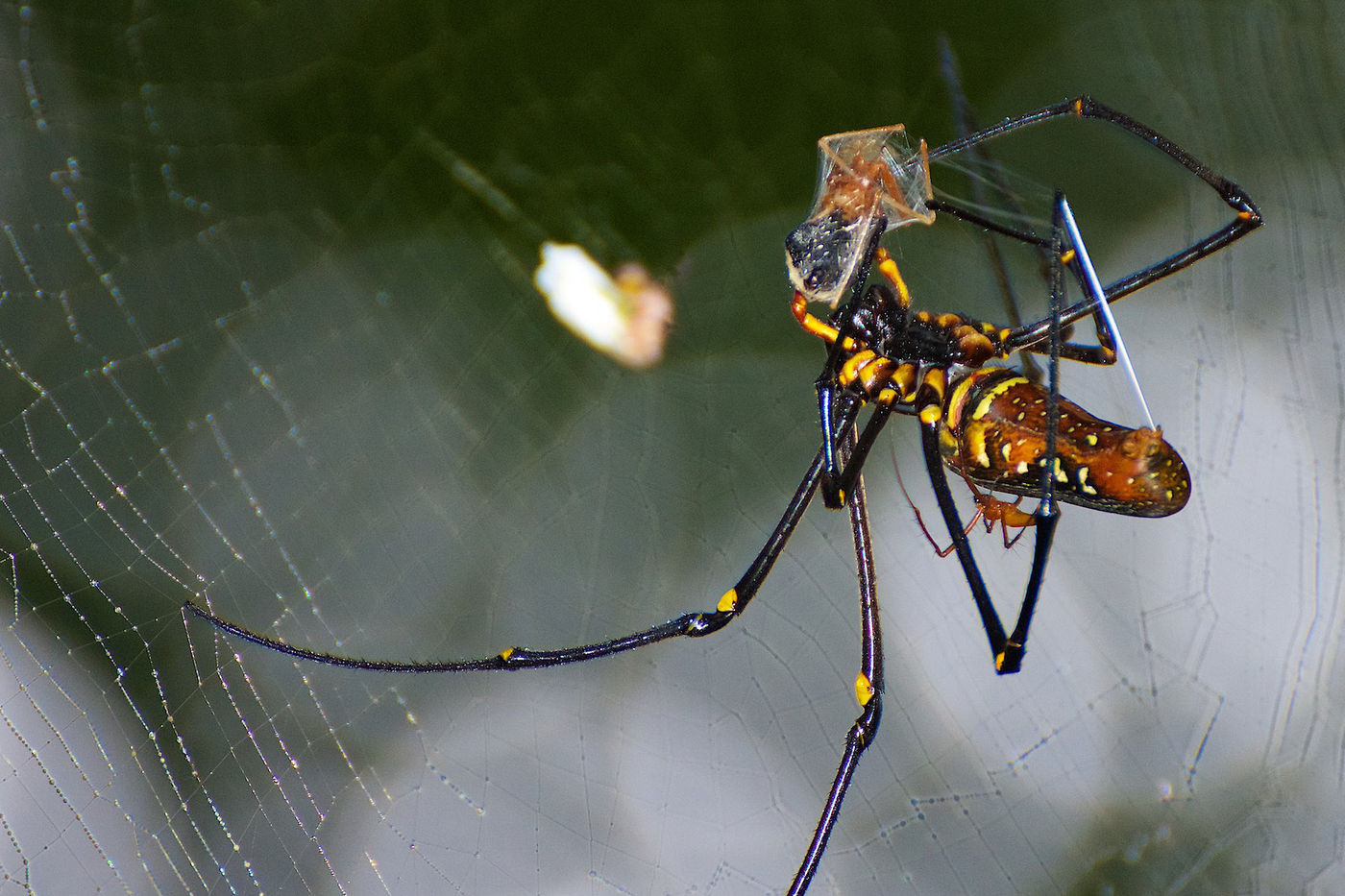 Les araignées du grenre Nephila ont l'air dangereuses, mais ne sont pas bien méchantes. Leurs immenses toiles sont toujours impressionnantes. © Rudi Delvaux