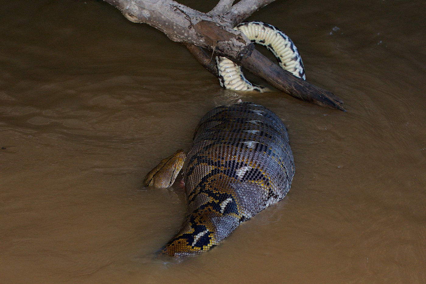Deze reticulated python heeft een enorme prooi te pakken. 