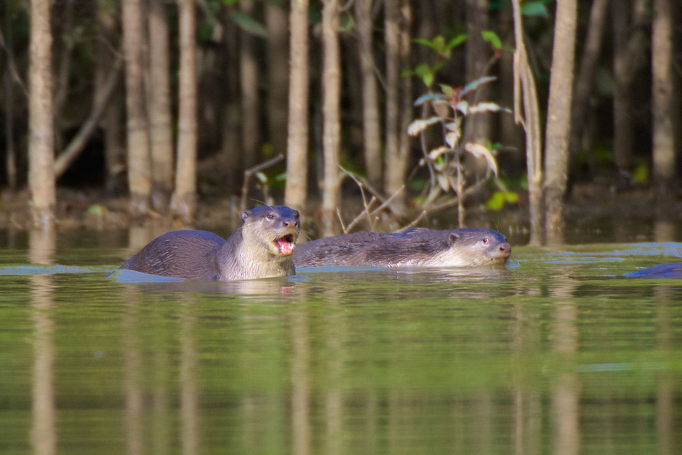 Les smooth otters sont presque identiques à nos loutres européennes, mais représentent la branche asiatique du genre. © Rudi Delvaux