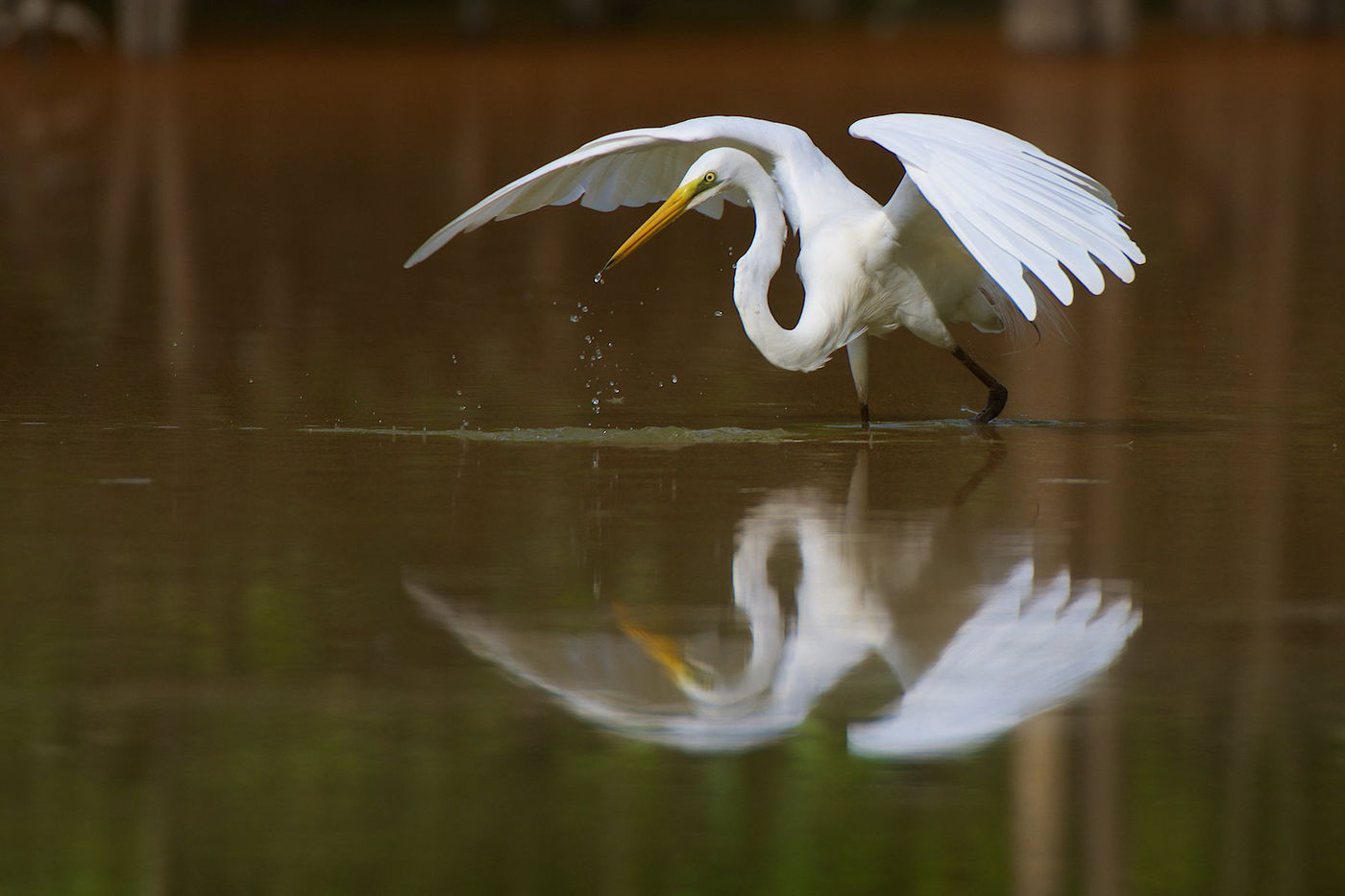 Een great egret mist z'n doel. 