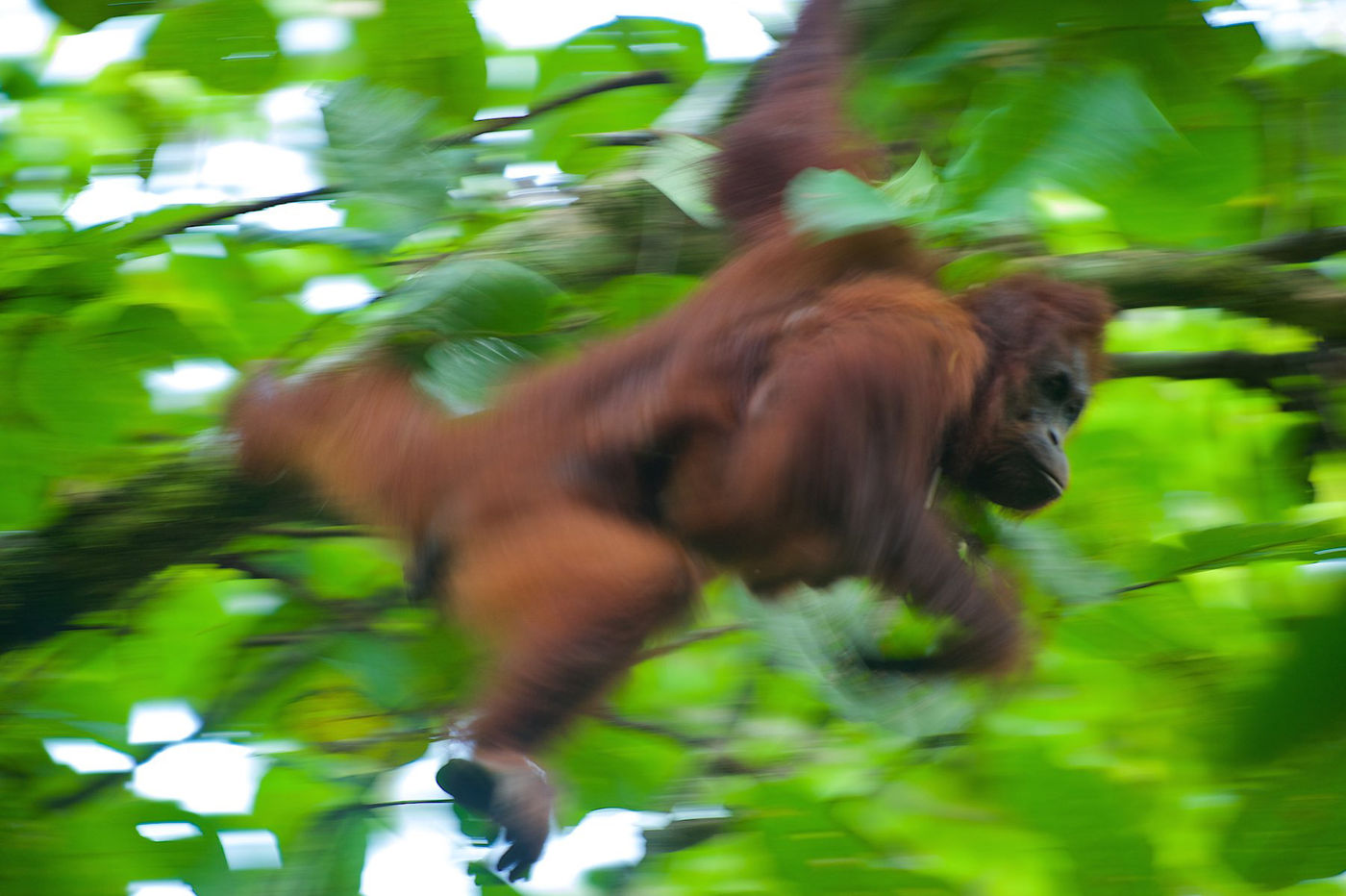 Een abstract beeld van een orang-oetang. 