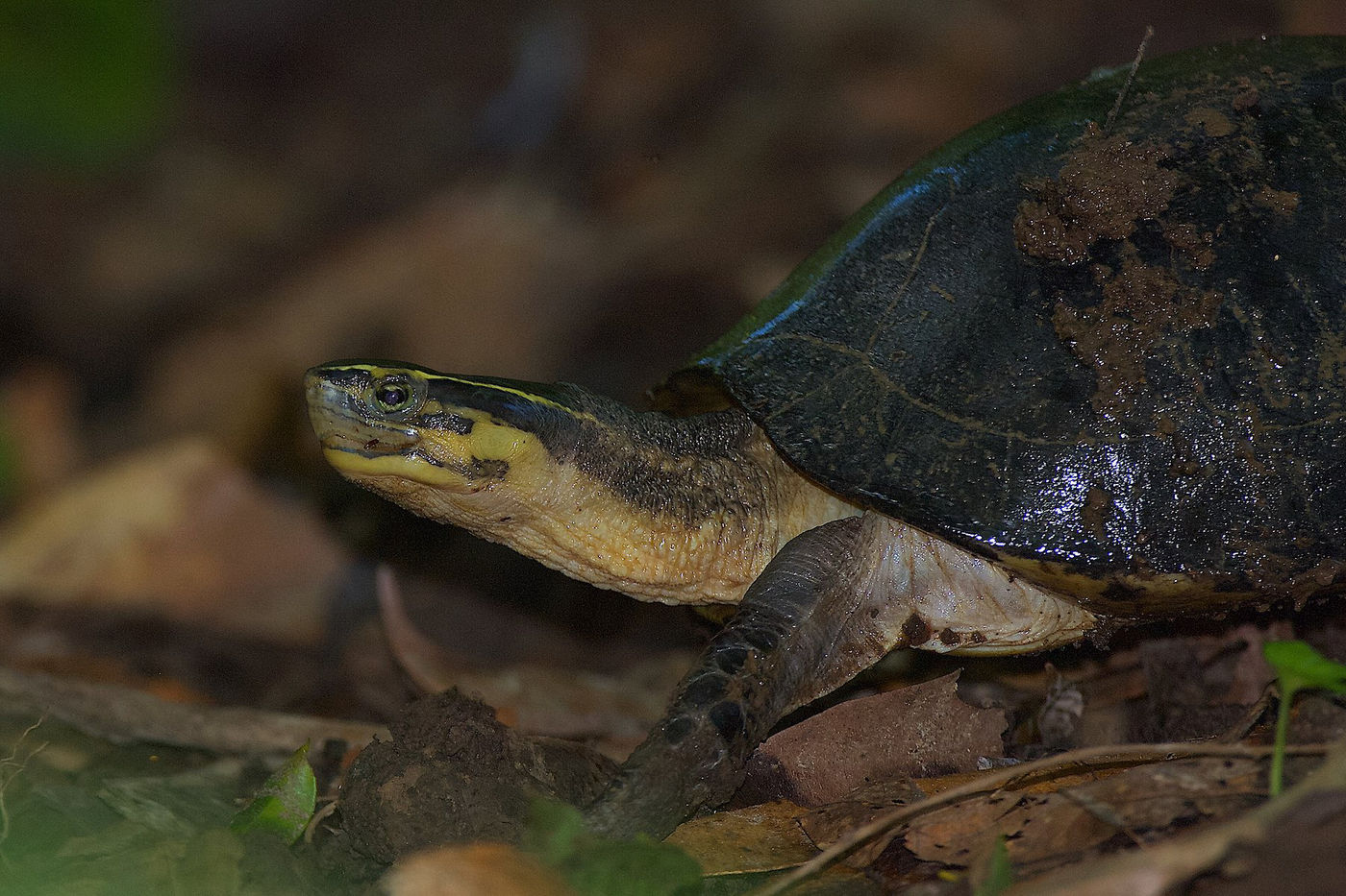 Oog in oog met een Malayan box turtle.