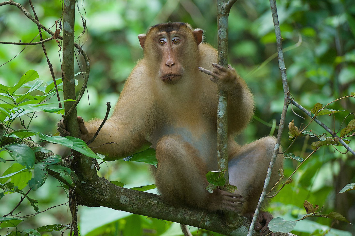 Een sundaland pigtail macaque staart voor zich uit. 