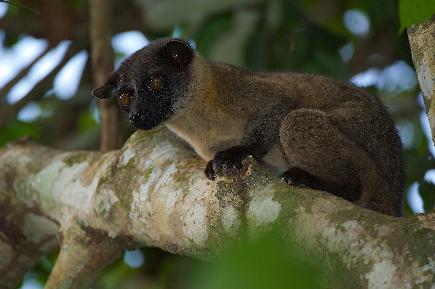 Une small-toothed palm civet. © Rudi Delvaux