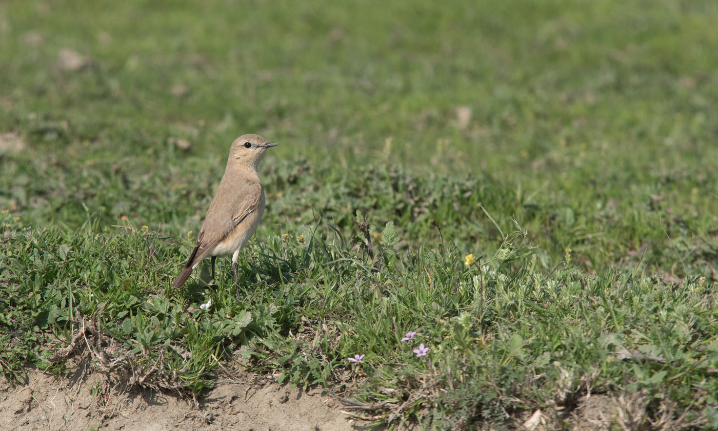 Een izabeltapuit nabij het nest. © Brecht De Meulenaer