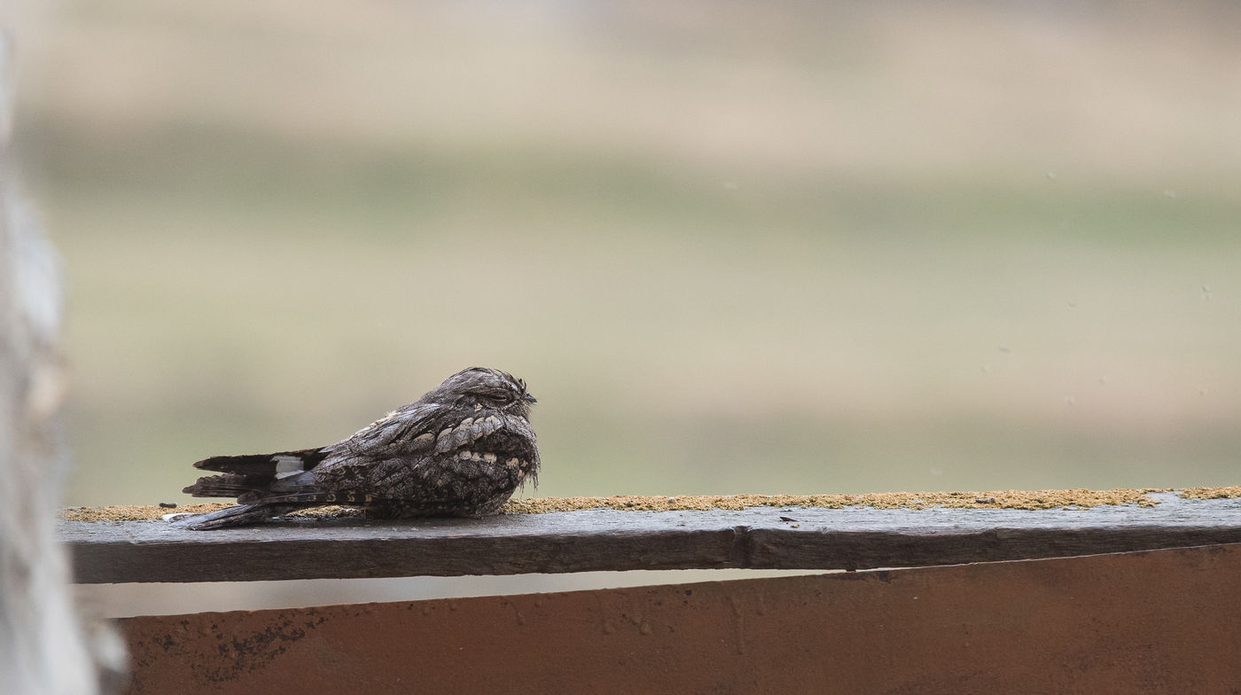 Deze nachtzwaluw koos een opvallende plek uit als roestplaats overdag. © Brecht De Meulenaer