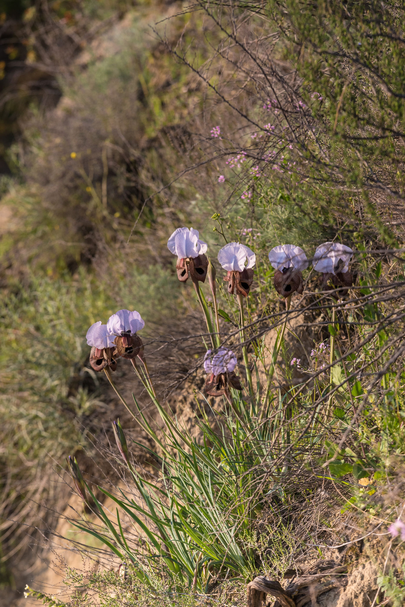 De flora van deze streek is adembenemend. © Brecht De Meulenaer