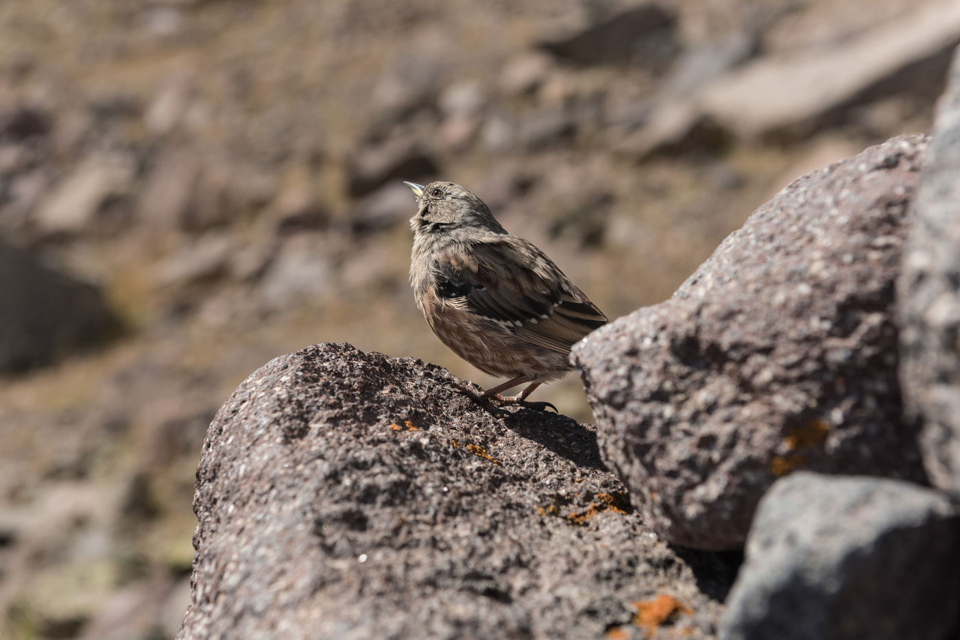 Een Alpenheggenmus groet de deelnemers tijdens de beklimming van Mount Kazbek. © Brecht De Meulenaer