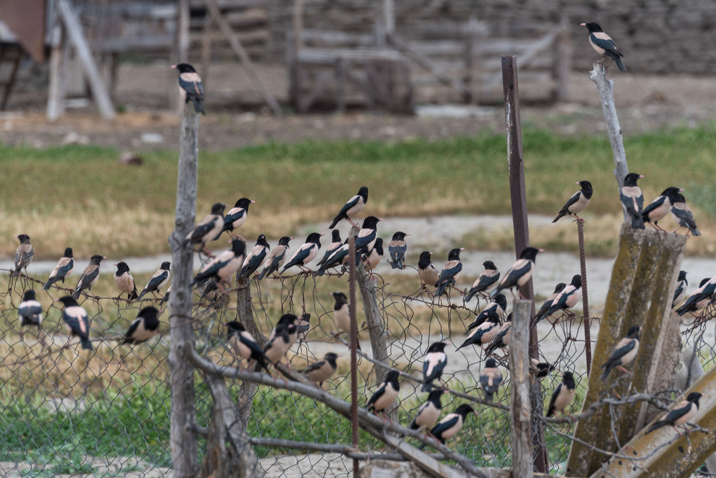 Roze spreeuwen kunnen in grote invasies voorkomen en dat beleven we met volle teugen. © Brecht De Meulenaer