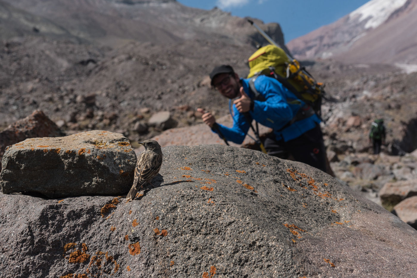 We zijn blij met een mooie Alpenheggenmus! © Brecht De Meulenaer