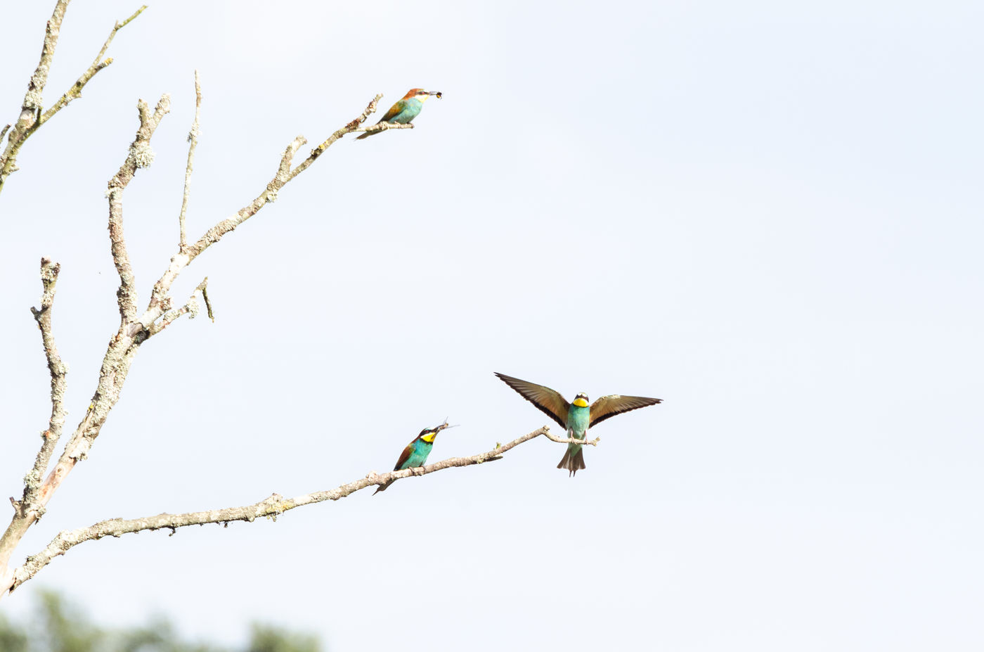 Bijeneters in de buurt van hun kolonie zijn druk bezig met het voederen van de jongen. © Hans Debruyne