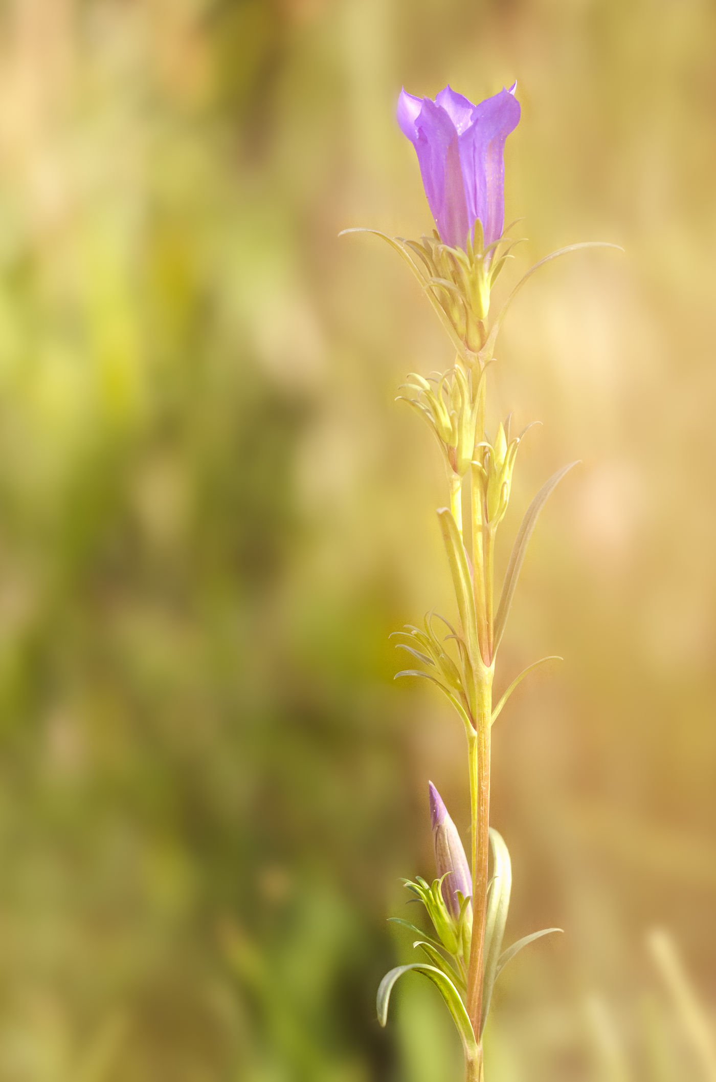 De Brenne is de thuishaven van verschillende unieke planten. © Hans Debruyne