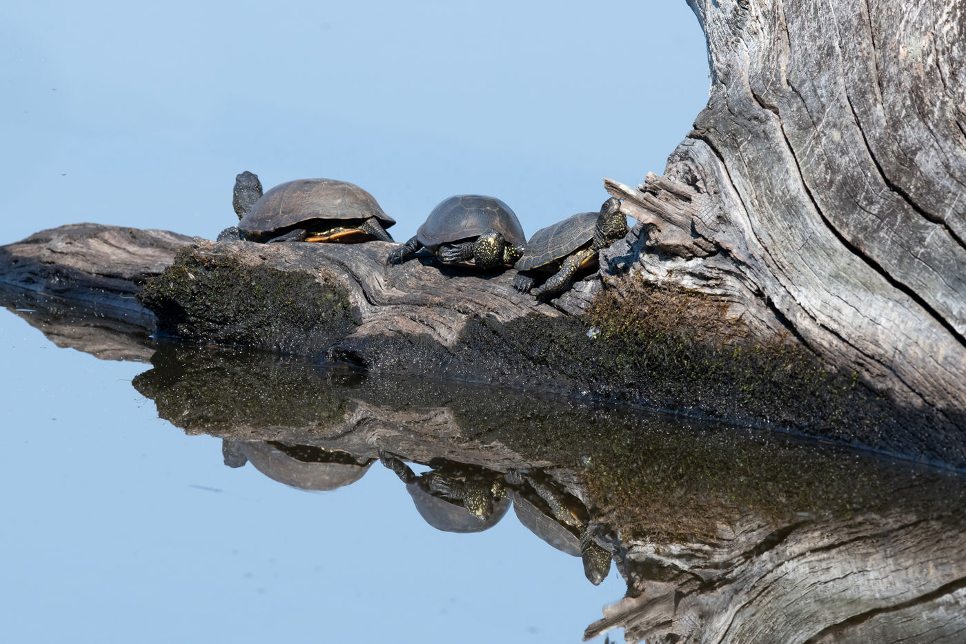 Europese moerasschildpadden krijgen tegenwoordig sterke concurrentie van geïntroduceerde soorten.  © Henk Schuijt
