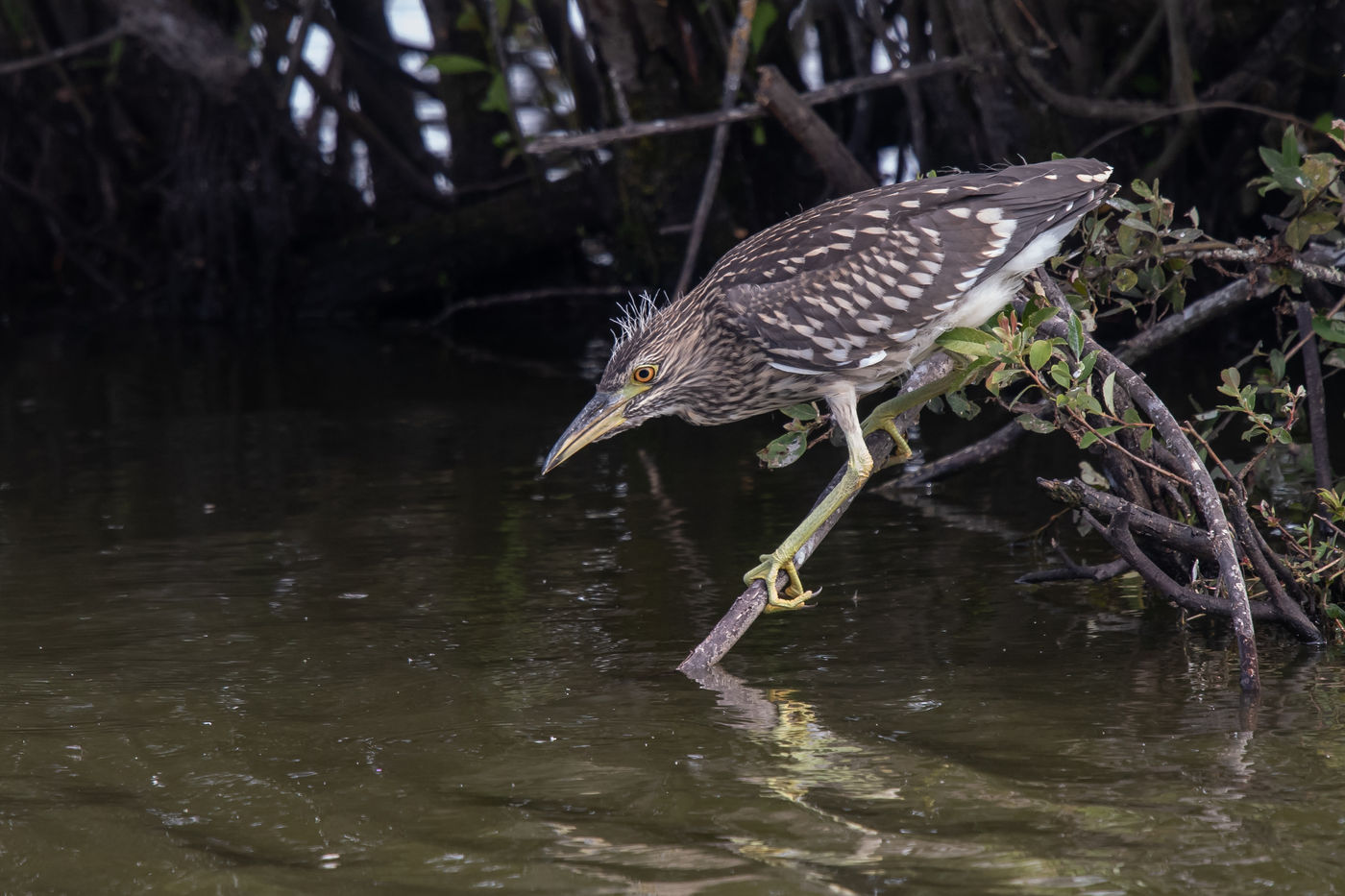 Deze juveniele kwak heeft net het nest verlaten, te zien aan de donspluizen op zijn kop. © Henk Schuijt