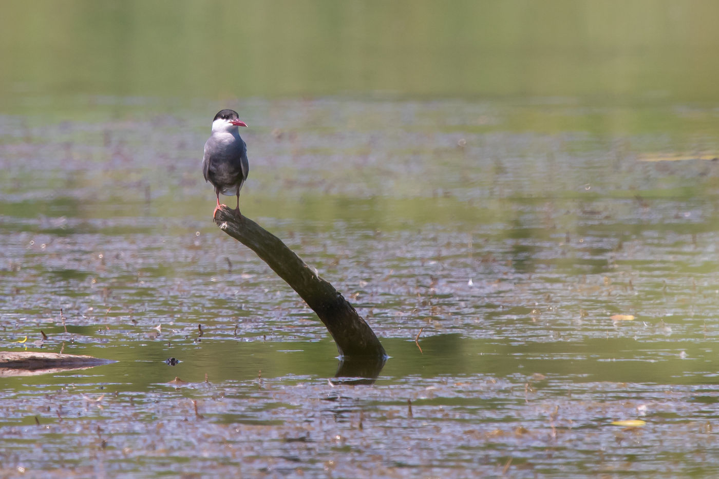 Witwangsterns zijn moerassterns met een zuidelijke verspreiding, en hebben in de Brenne een grote broedkolonie. © Henk Schuijt