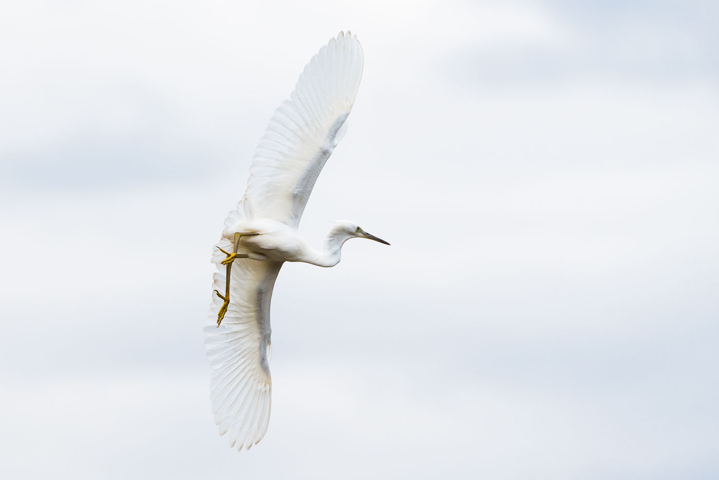 Een kleine zilverreiger komt aangevlogen. © Sandy Spaenhoven