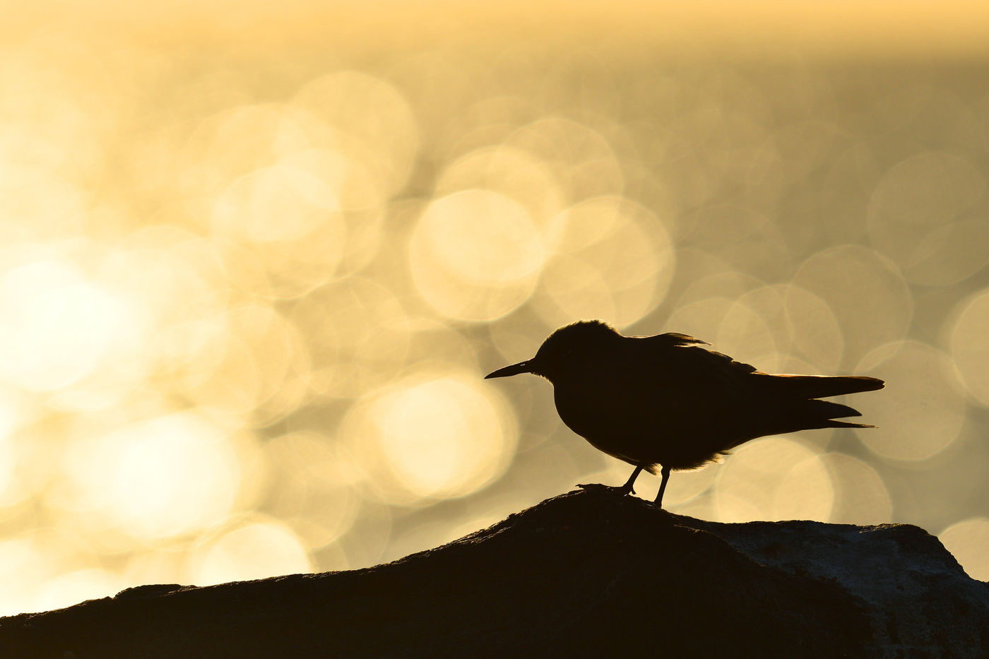 Noddies are the most classic tropical terns and occur spread out over the ocean.  © Yves Adams