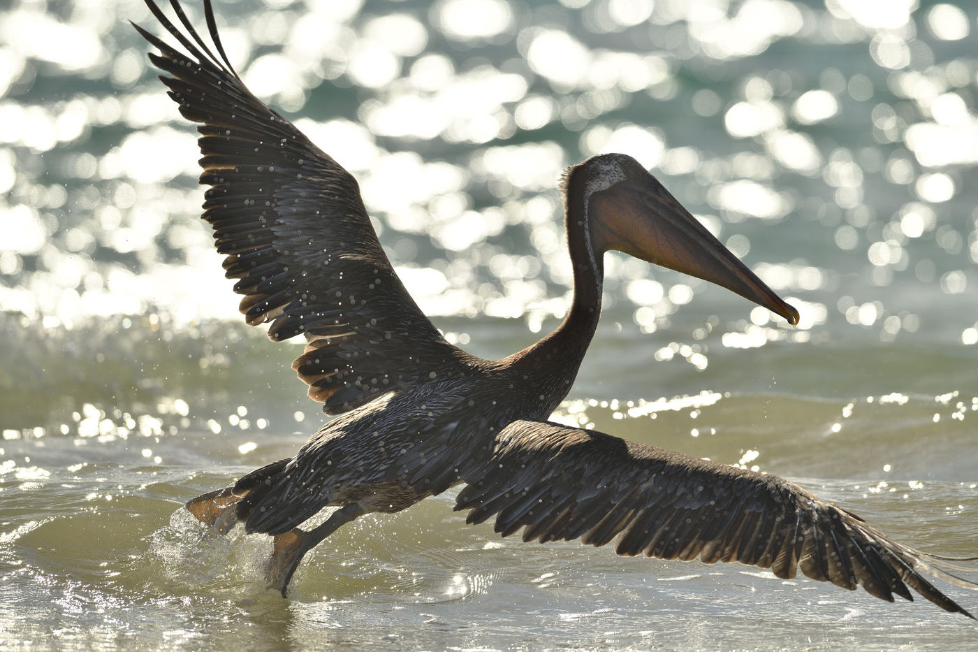 Deze ondersoort komt enkel op de Galapagos voor. © Yves Adams