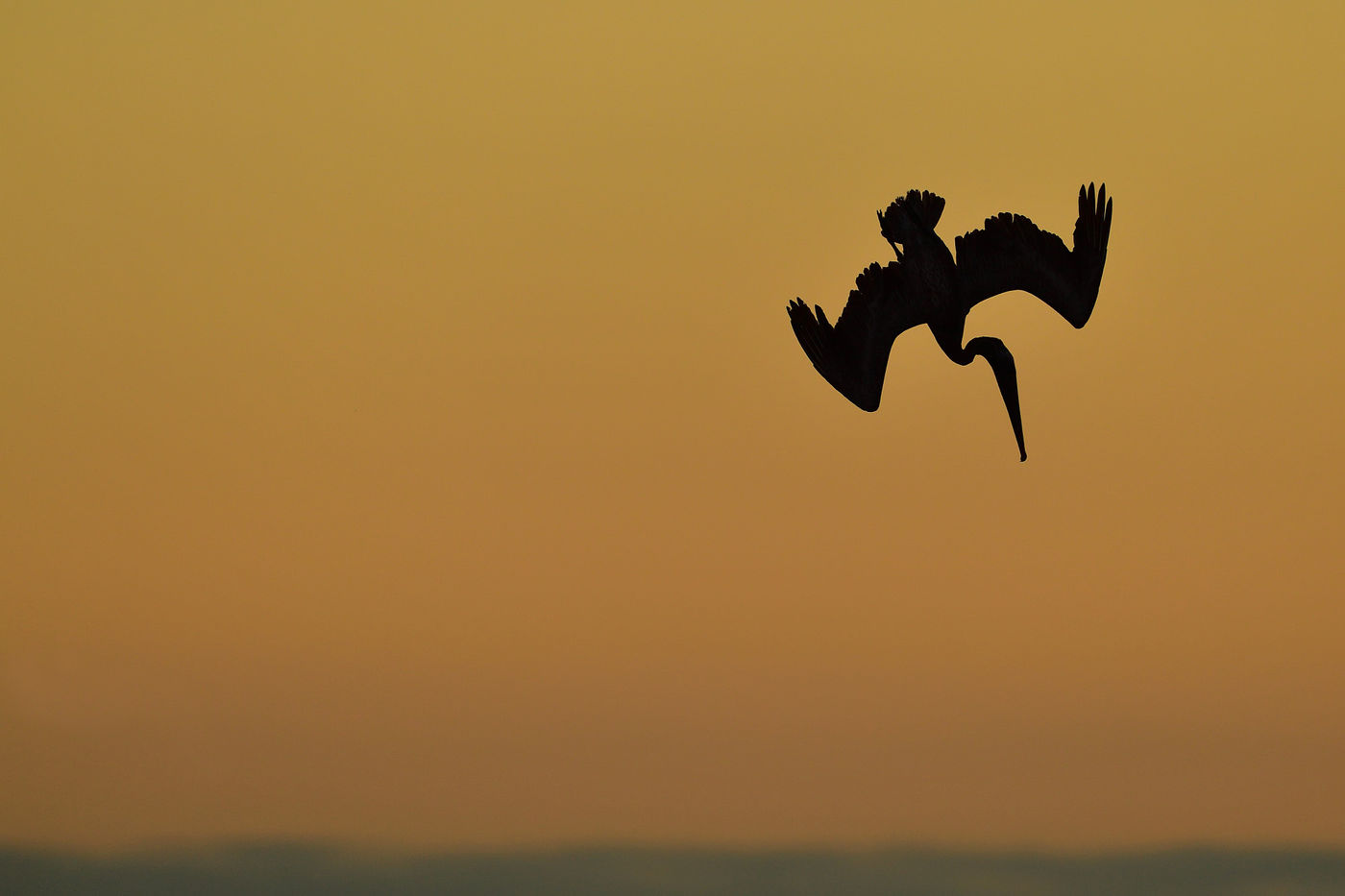 Brown pelicans are a usual appearance on the Pacific coast and often show up to feast on the fish. © Yves Adams