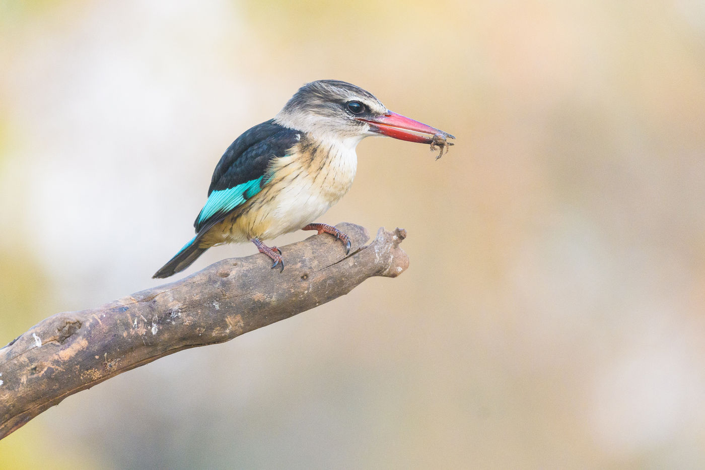 Een brown-hooded kingfisher met prooi. © Jeffrey Van Daele