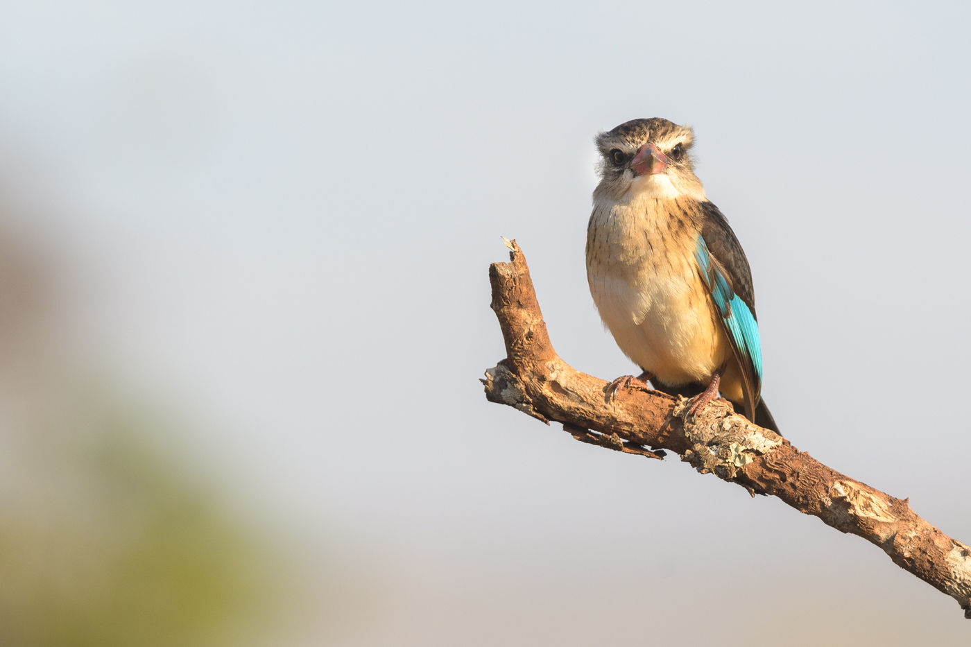 Oog in oog met een brown-hooded kingfisher. © Jeffrey Van Daele