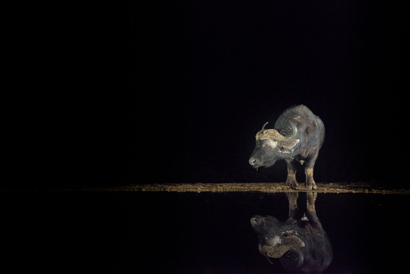 Een waterbuffel komt drinken aan de waterhole. © Jeffrey Van Daele