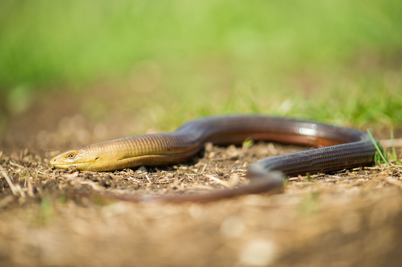 Voor de herpetologen natuurlijk een van de coolste soorten: de scheltopusik, een pootloze hagedis. © Billy Herman