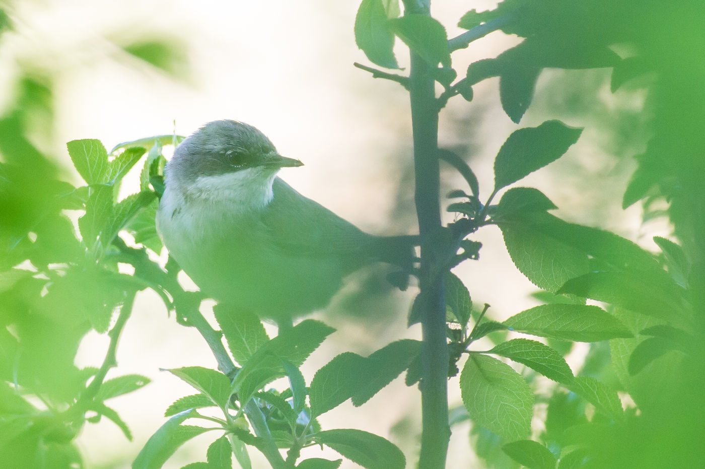 Deze braamsluiper laat weemoedig z'n liedje horen vanuit het groen. © Billy Herman