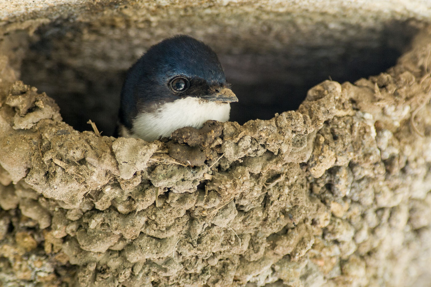 Een huiszwaluw in z'n nest. © Billy Herman