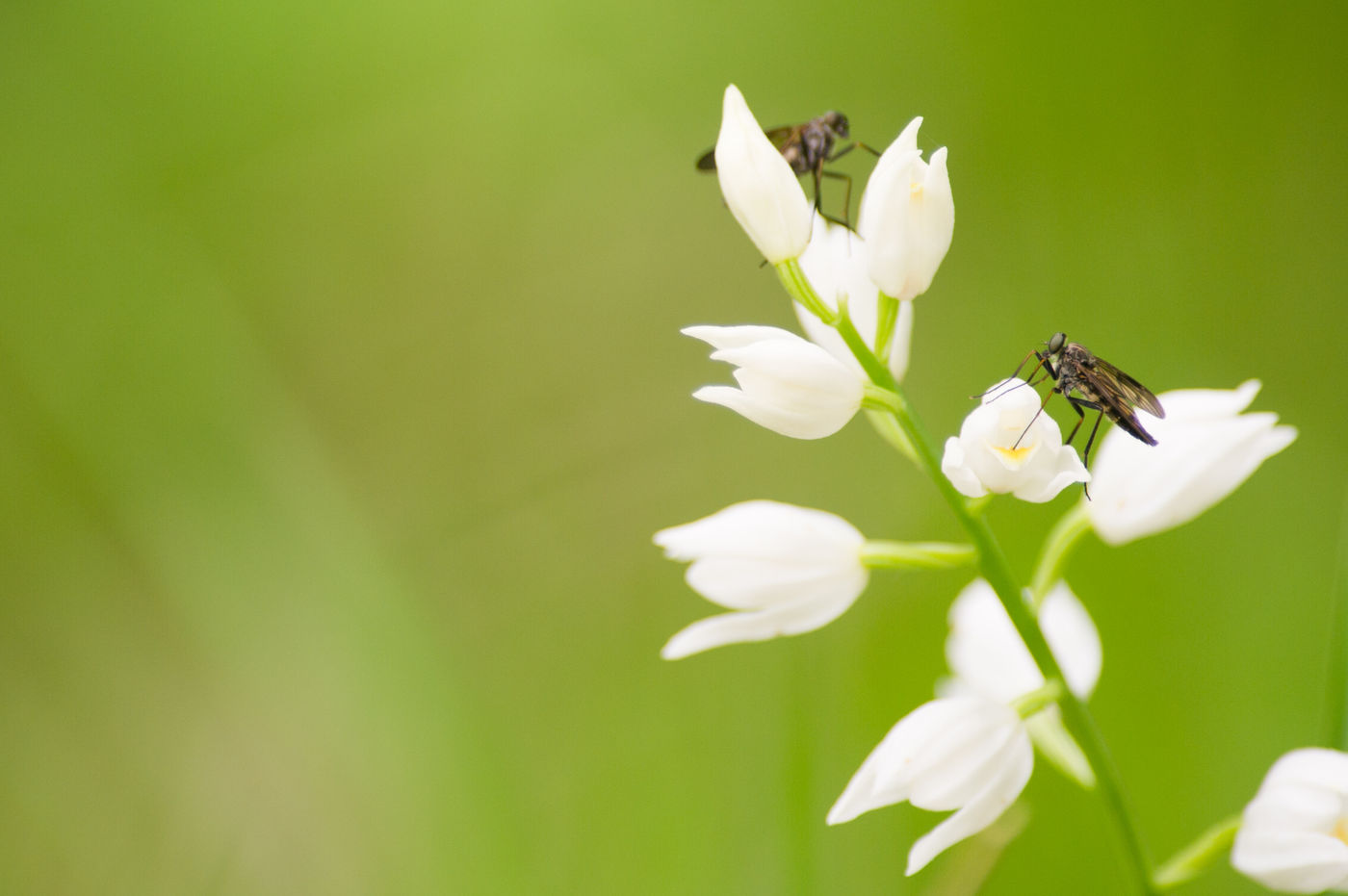 Dit wit bosvogeltje is een van de orchideeën die thuishoren in dichte loofbossen. © Billy Herman