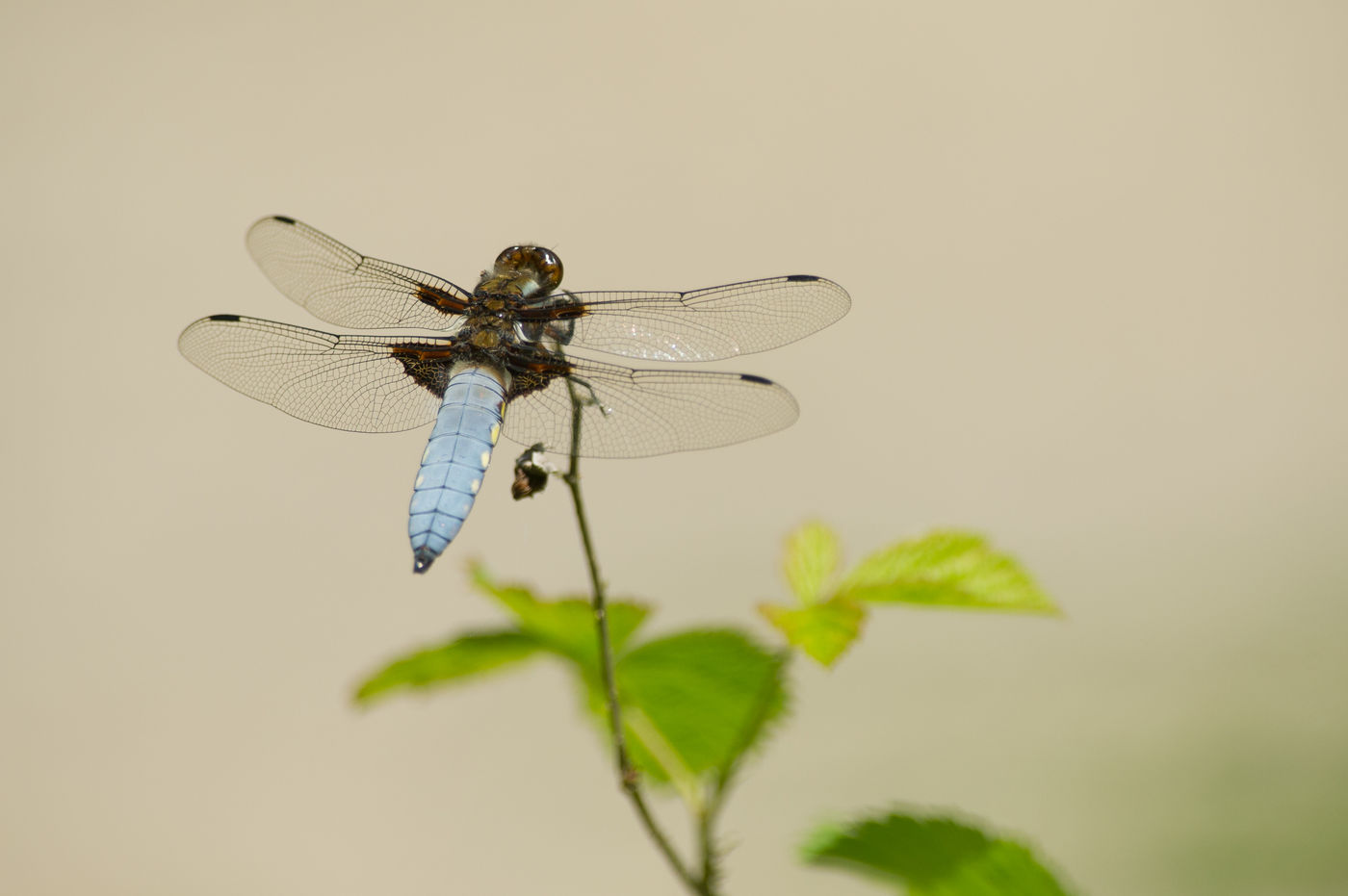 Een platbuik, een soort die we bij ons ook aantreffen. © Billy Herman