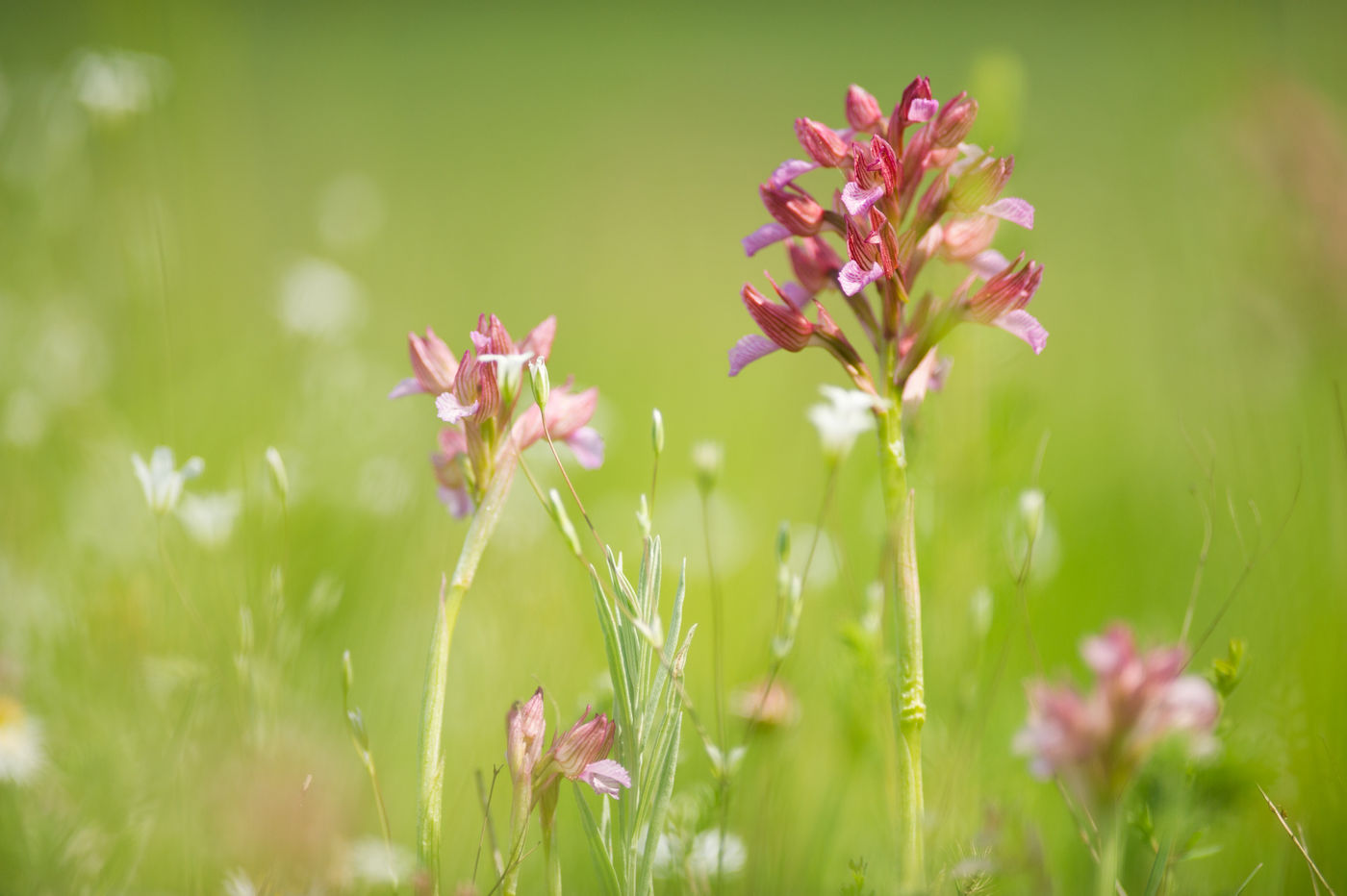 Tal van orchideeën komen we tegen op deze reis. © Billy Herman