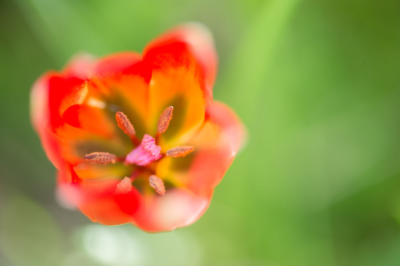 De Balkanflora spreekt zeker en vast aan. © Billy Herman