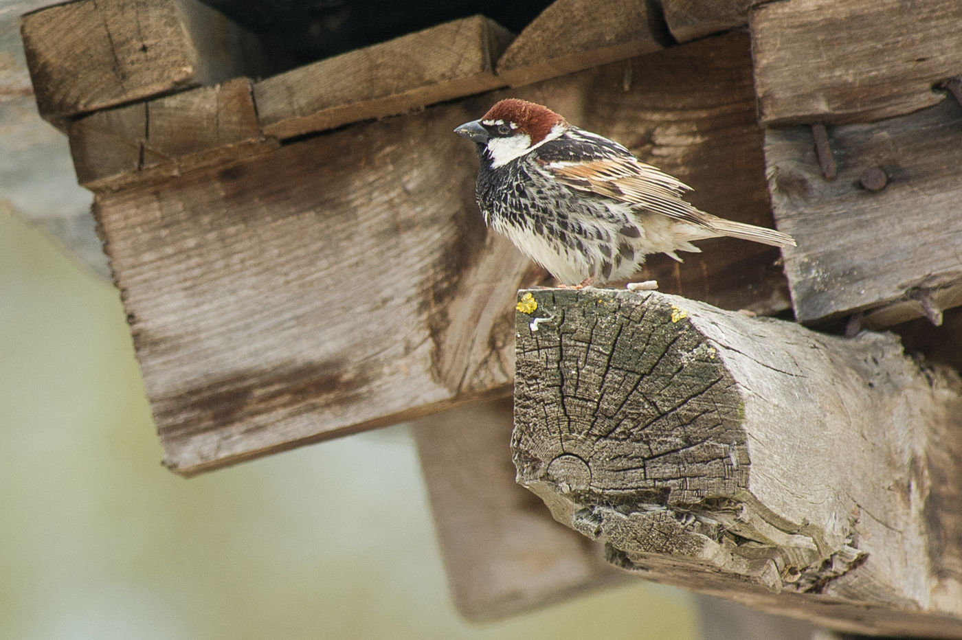 Spaanse mussen vervangen op het platteland de huismussen en herken je steeds aan hun sterk gestreepte onderdelen. © Billy Herman