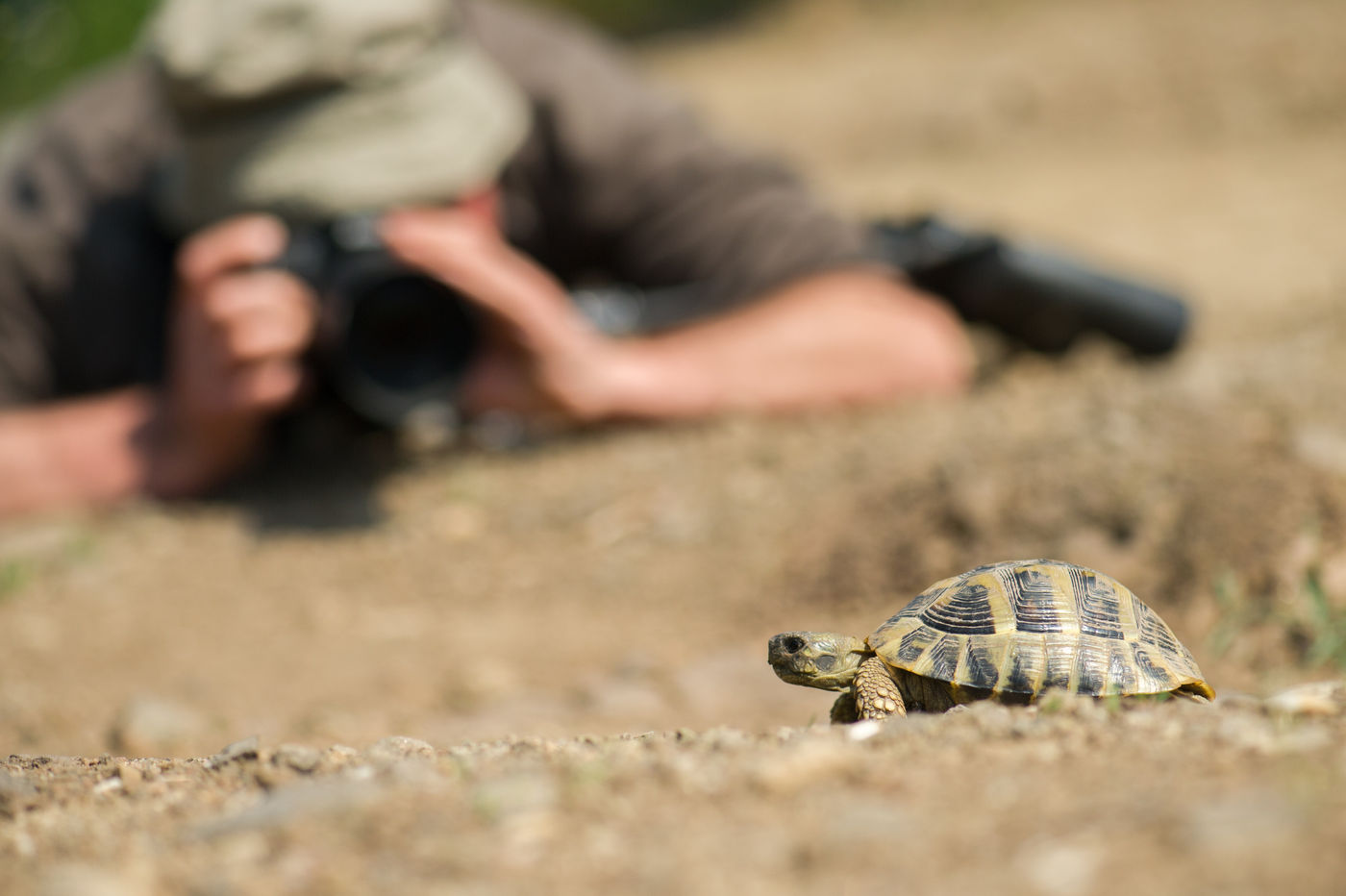 Een Griekse landschildpad wordt uitgebreid gefotografeerd. © Billy Herman