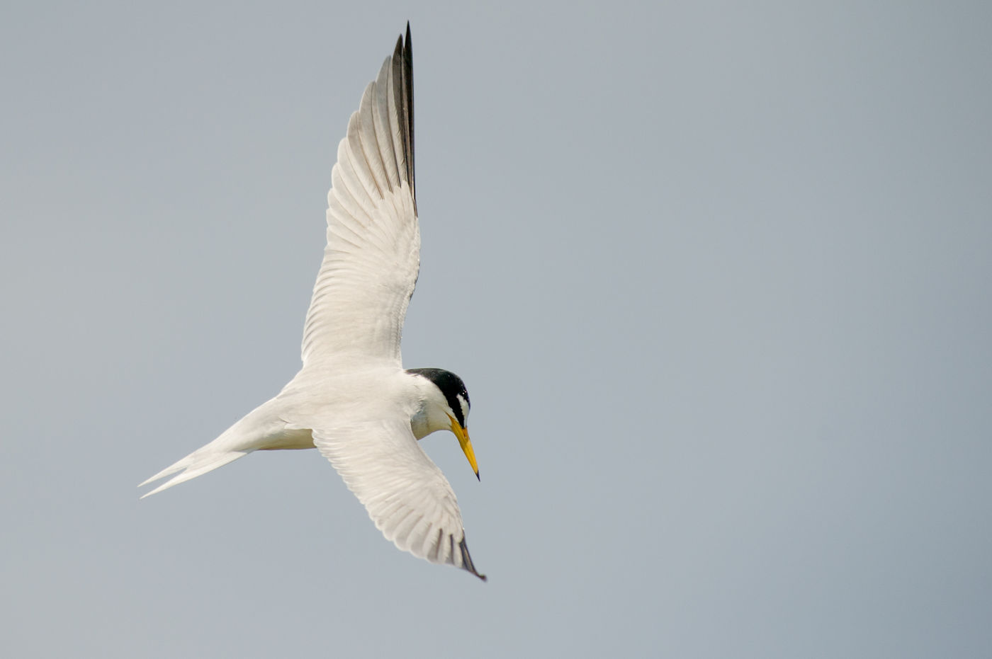 Dwergsterns broeden hier langs de kust en trekken in de winter naar het zuiden. Het zijn ongelooflijk elegante en vrouwelijke verschijningen. © Billy Herman