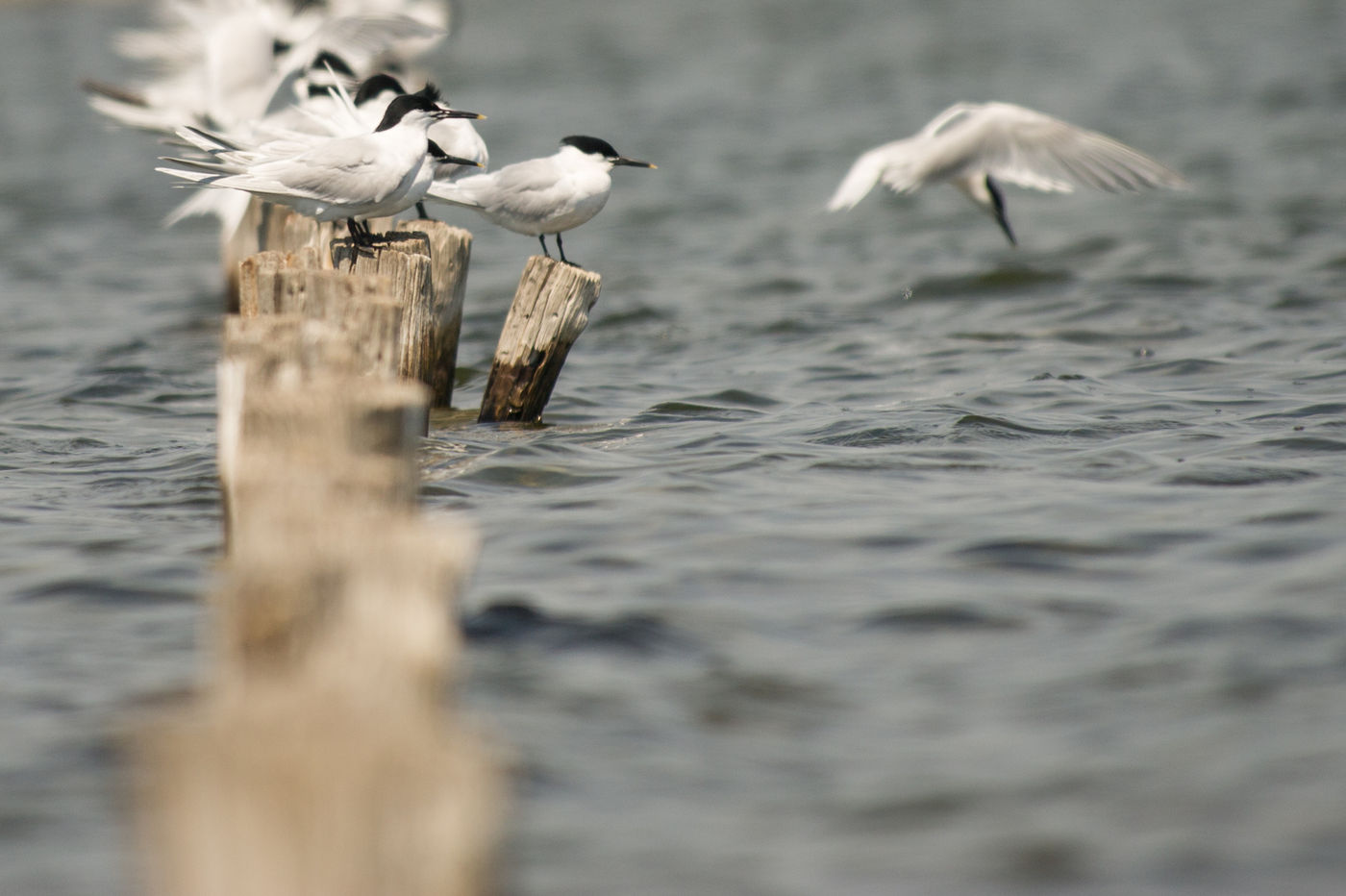 Grote sternen maken zich klaar om naar het noorden te vliegen. © Billy Herman