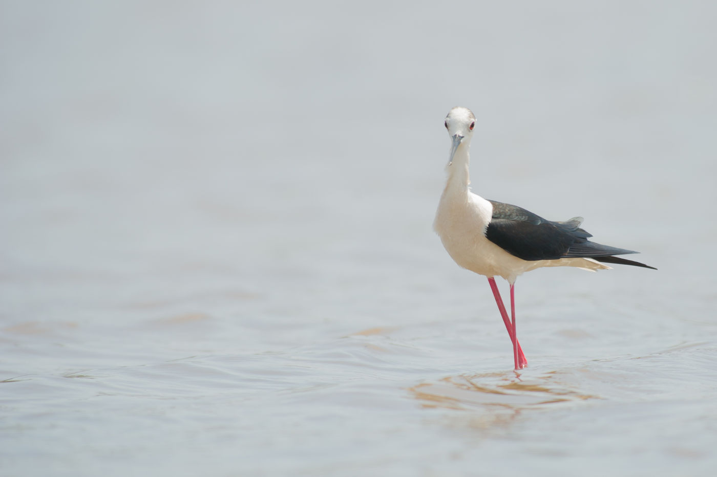 Een steltkluut, een van de elegantere verschijningen. © Billy Herman