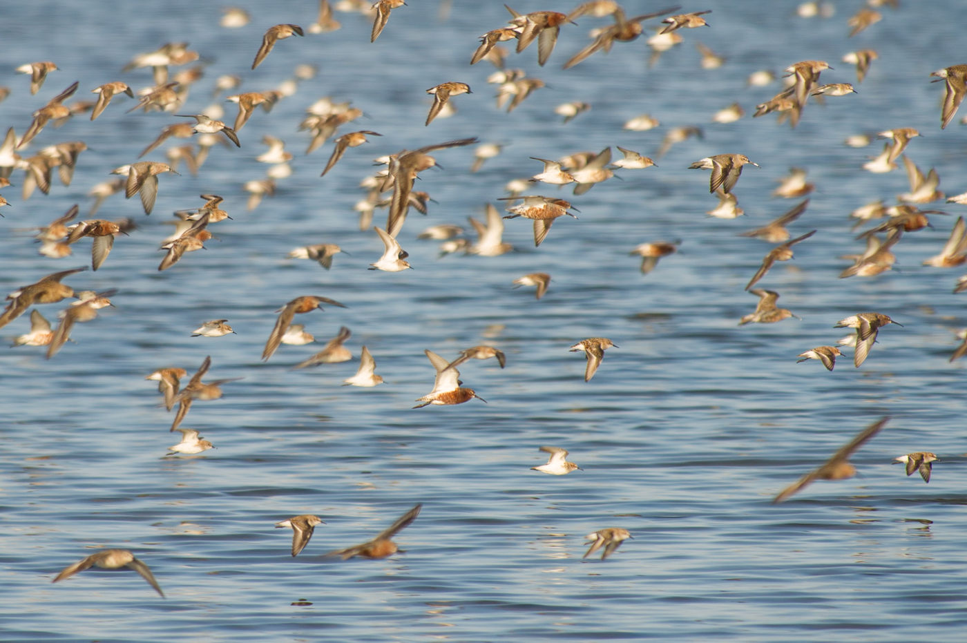 Een gemengde groep krombekstrandlopers en kleine strandlopers, die op dat moment in grote aantallen doorkomen. © Billy Herman