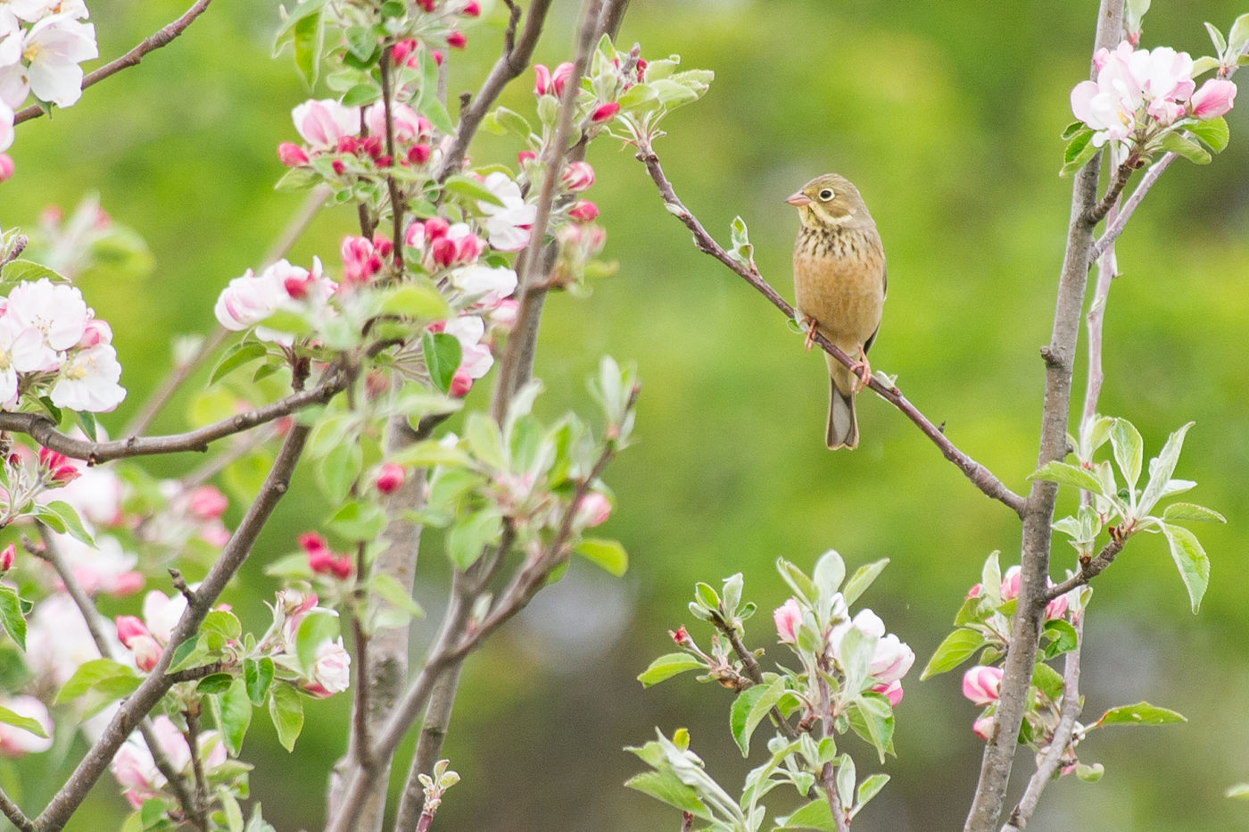 Een ortolaan, een ernstig bedreigde soort in Europa. © Billy Herman