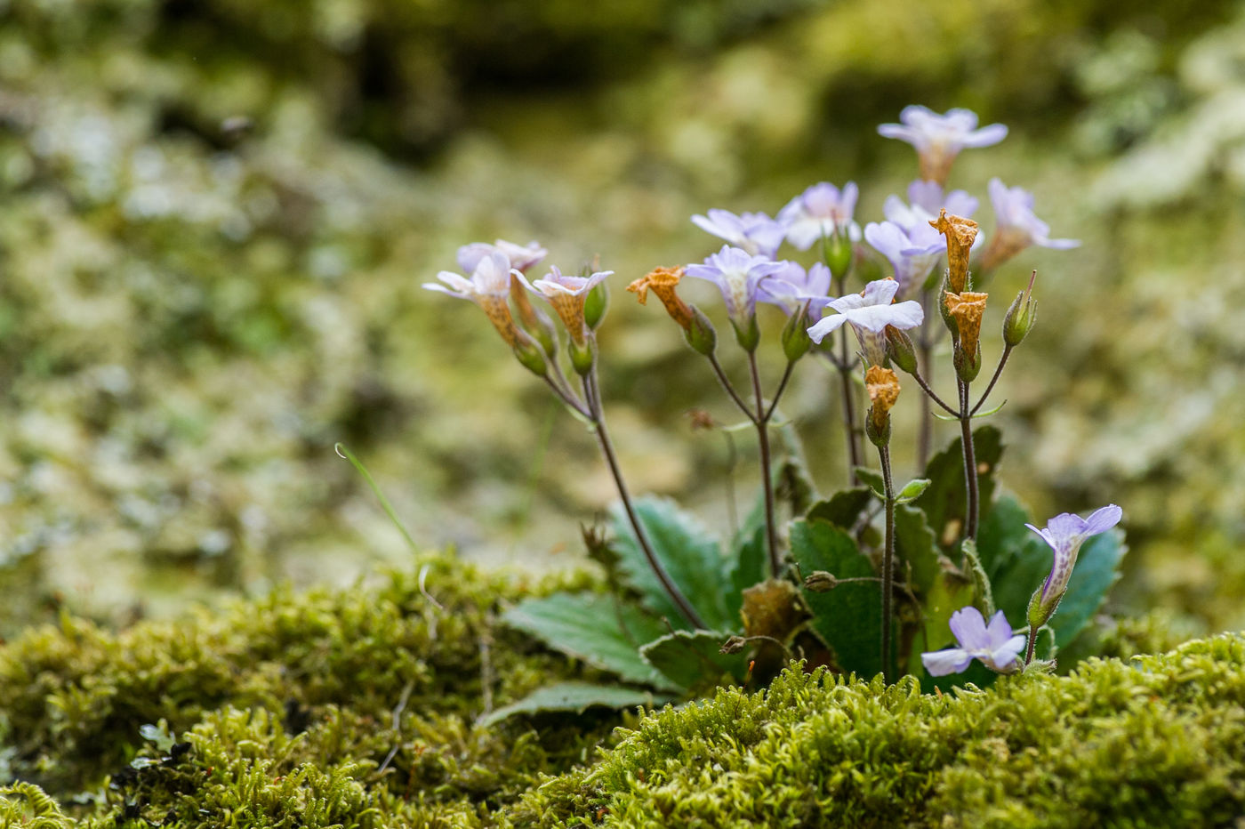 We hebben natuurlijk ook oog voor de lokale flora. © Billy Herman