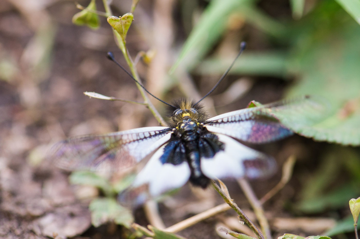 Vlinderhaften zijn een 'missing link' tussen vlinders en libellen, en dat is ook exact hoe ze eruit zien. © Billy Herman