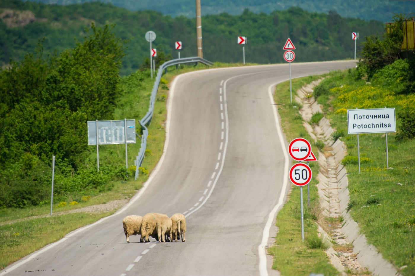 Enkele schapen op de weg. © Billy Herman