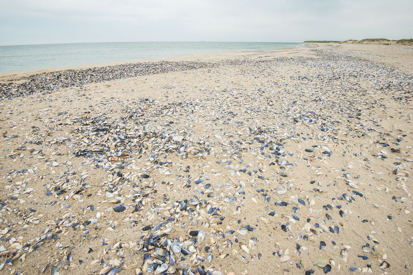 Mosselschelpen op het strand van de Zwarte Zee. © Billy Herman