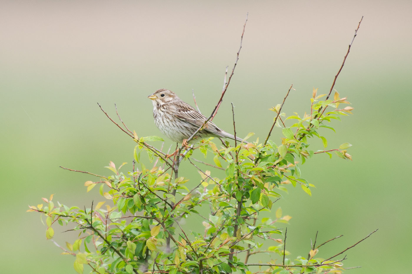 Grauwe gorzen zijn bij ons bijna verdwenen. In het buitenland kun je ze wel nog regelmatig zien. © Billy Herman