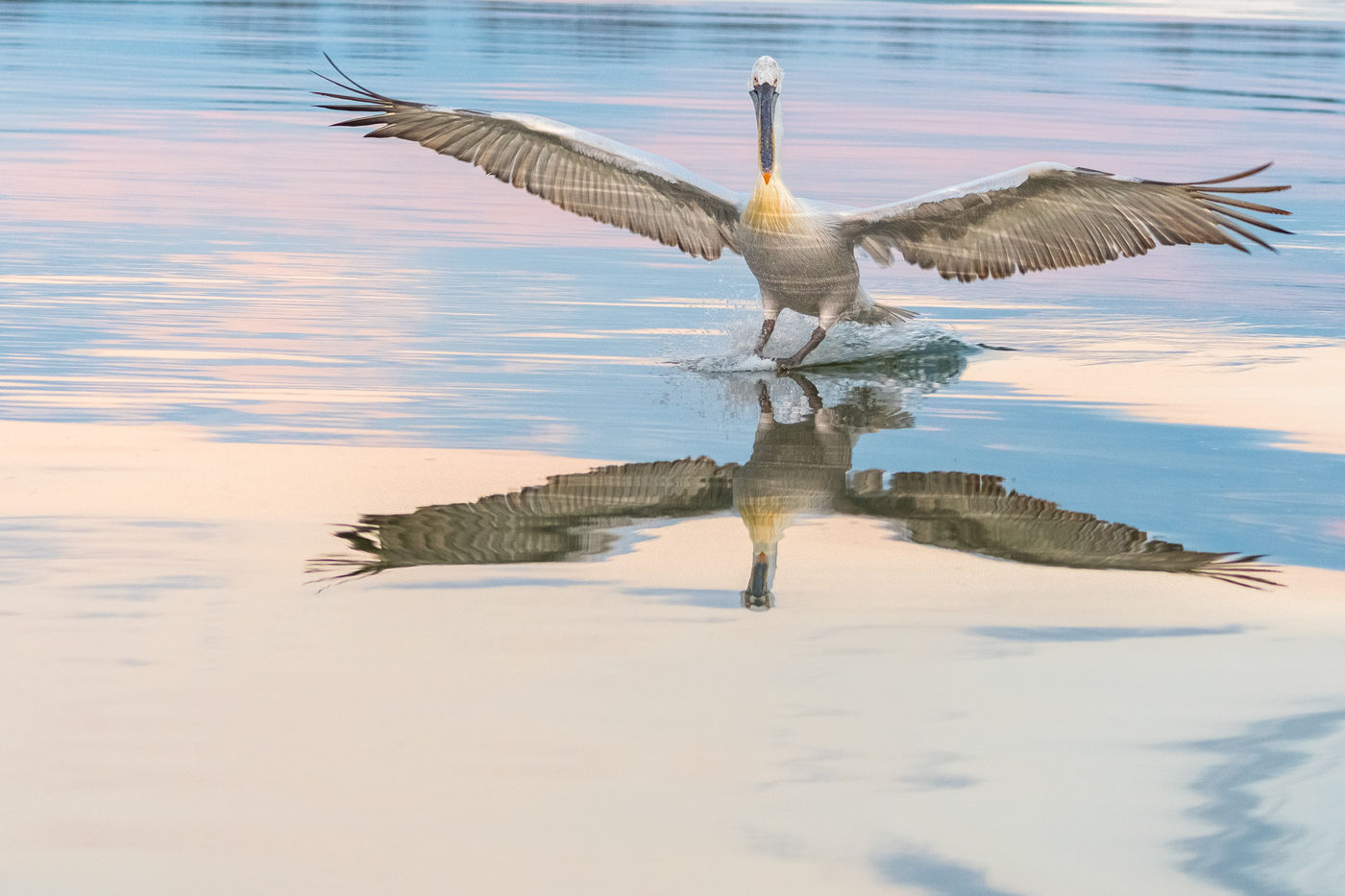 Een kroeskoppelikaan zet de landing in. © Jeffrey Van Daele