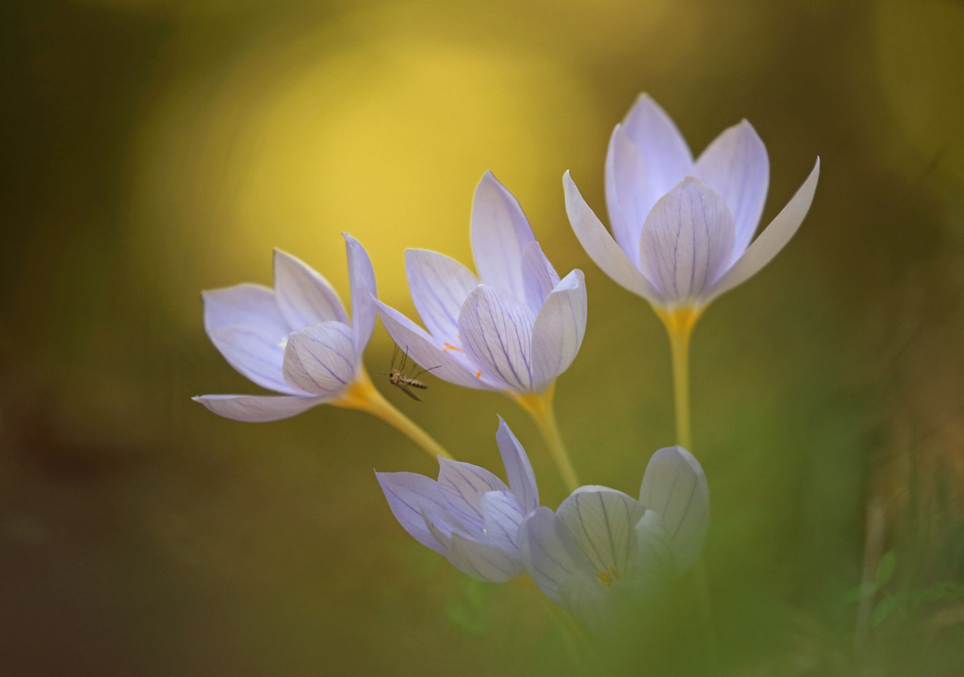 Najaarsflora © STARLING reizen